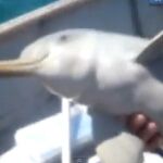 El animal tenía una bolsa de plástico liada en la cola