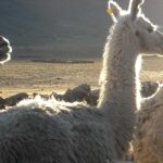 Las llamas domésticas son en realidad una quimera. Muchas de ellas son el resultado de la hibridación con las vicuñas y guanacos salvajes