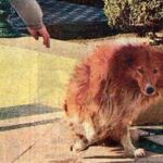 Collie estuvo junto a su dueño hasta que su salud se lo permitió