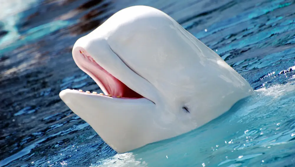 La beluga (Delphinapterus leucas) es una de las especies que se encuentran en peligro de extinción.