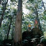 Imagen de un bosque en la parte occidental de Australia
