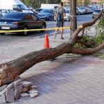 En la calle Ladera de los Almendros de Vicálvaro, el ejemplar derribó una farola cercana –en el lugar donde está el cono–