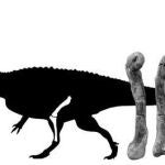Silueta del 'Ceratosaurus' a escala e imagen del fémur y la tibia del ejemplar portugués