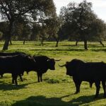 Céret amplia su feria con una corrida de Cuadri