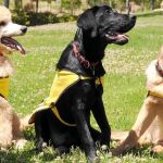El caniche gigante Obi-Wan, junto a dos compañeros guías: un labrador y un pastor alemán