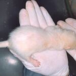 El experimento se ha llevado a cabo con ratones de laboratorio
