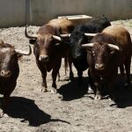 Imagen de varios toros bravos