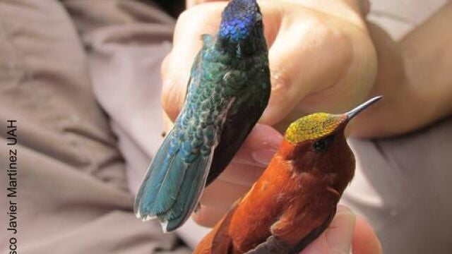 Colibrí de Juan Fernández, Sephanoides fernandensis, Esta especie presenta un marcado dimorfismo sexual, los machos son rojizos, que durante mucho tiempo hizo pensar que hembras y machos pertenecían a diferentes especies