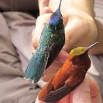 Colibrí de Juan Fernández, Sephanoides fernandensis, Esta especie presenta un marcado dimorfismo sexual, los machos son rojizos, que durante mucho tiempo hizo pensar que hembras y machos pertenecían a diferentes especies