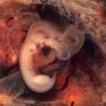 La senescencia hasta ahora se había vinculado al envejecimiento, pero también aparece en el periodo embrionario.