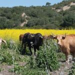 Imagen de la finca donde pastan los toros de Núñez del Cuvillo