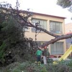 Imagen de un árbol que se derrumbó el pasado lunes en un colegio en Novelda, sin causar daños personales