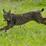 Un ejemplar de lince puesto en libertad en Córdoba