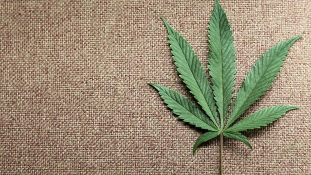 Una hoja de marihuana