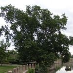 El gran plátano de sombra 
