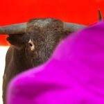 Toro de Alcurrucén