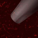Microelectrodo empleado para medir la actividad de las terminaciones nerviosas de la superficie de la córnea