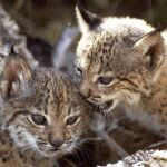 Dos cachorros de lince