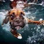 Los perros también saben bucear