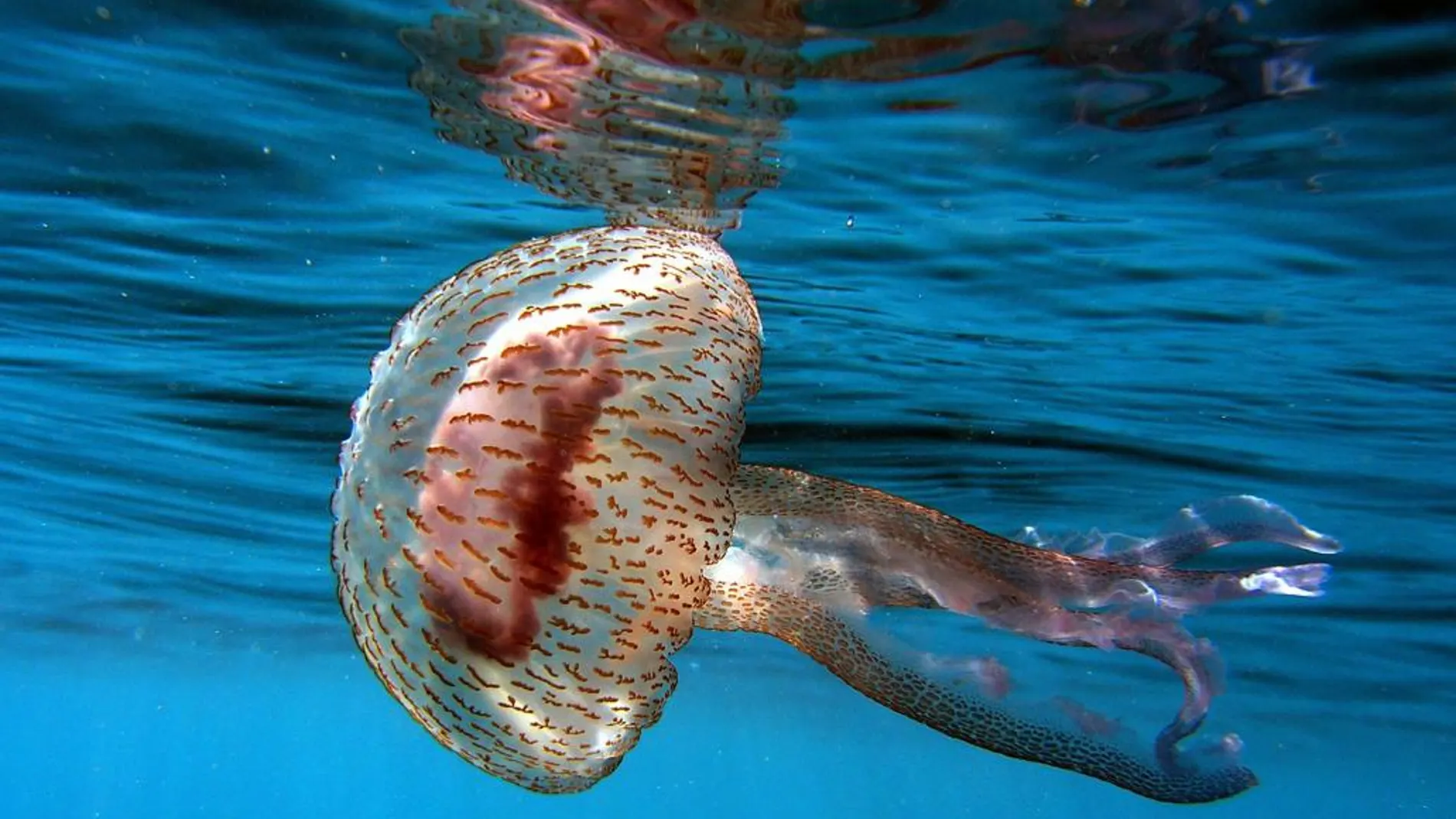 Las medusas afectan a todo el Levante y a baleares