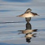 La pardela balear (Puffinus mauretanicus) es el ave marina más amenazada de Europa