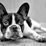 Los perros de raza, un botín para las bandas organizadas en Argentina
