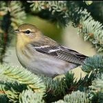 El diminuto pájaro que viaja de Canadá a Puerto Rico sin escalas