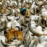Vacas en India