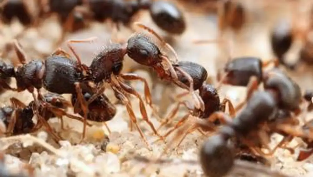 A las hormigas urbanas les gusta comer lo mismo que a nosotros