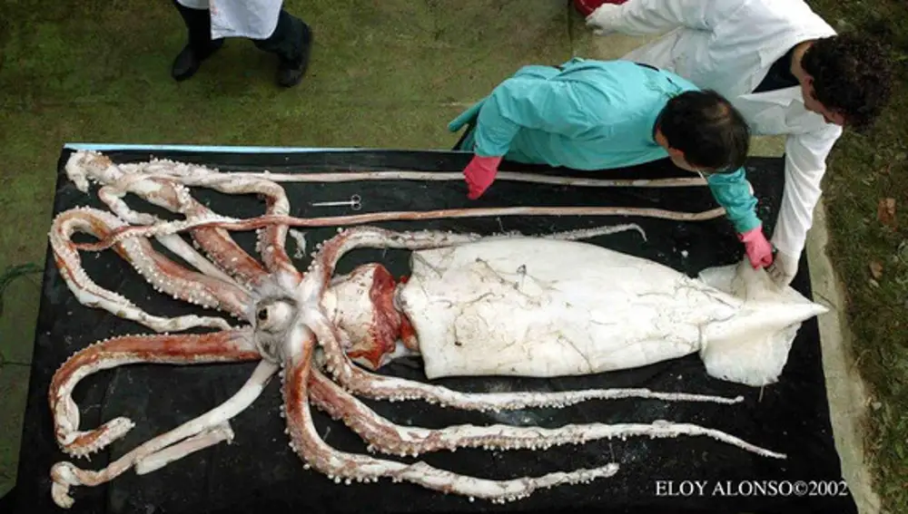 Ejemplar de calamar gigante hembra capturado en las costas de Asturias