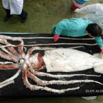 Ejemplar de calamar gigante hembra capturado en las costas de Asturias
