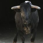 Los toros de Escolar y Joselito, novedades en la Feria del Toro 2015