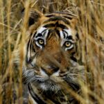 Un tigre de Bengala en India.