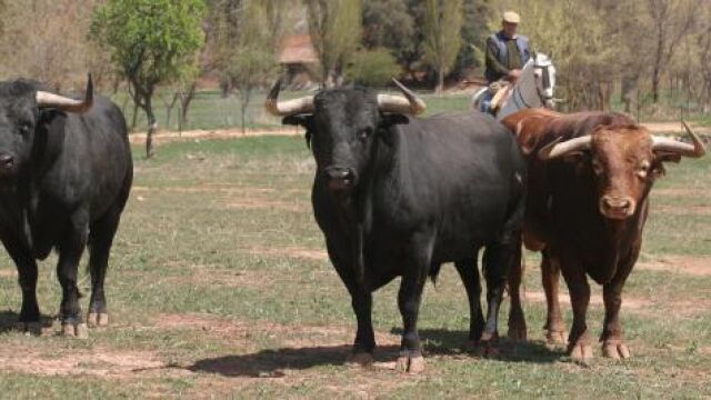 Una feria llena de altibajos ganaderos