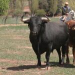 Una feria llena de altibajos ganaderos