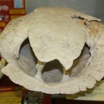 ‘Neochelys salmanticensis’, tortuga del Eoceno medio con una deformidad en forma de asimetría en la cintura pélvica que hace que se la llame “bisexual” por parecer a la vez macho y hembra.