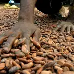 Granos de cacao en una plantación de Costa de Marfil