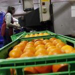 Un cooperativa de naranjas, en Valencia