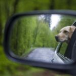 Los cinco imprescindibles para salir de vacaciones con tu mascota