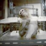 Los primates suelen emplearse para test de drogas y toxicidad