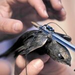 Los pájaros más grandes llevan un dispositivo GPS mientras que las aves pequeñas, como el vencejo, llevan geo-localizador