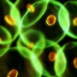 Las infecciones comunes pueden matar de nuevo por la resistencia a los antibióticos