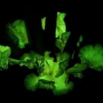 Hongos ‘Neonthopanus gardneri’ creciendo en la base de una palmera babasu, en Gilbúes (Brasil)
