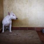 La nueva norma prevé evaluar de manera individual el comportamiento de los perros a través de un estudio de sociabilidad