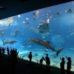 Acuario en la ciudad japonesa de Motobu