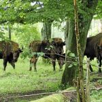 Reserva del Bisonte Europeo de San Cebrián de Mudá