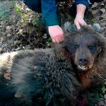 Imagen del oso después de ser abatido