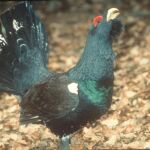Un urogallo
