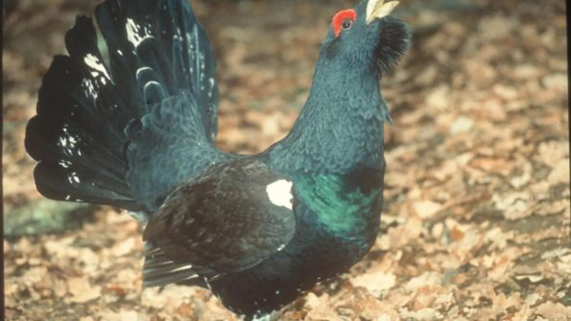 Un urogallo