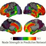 Fuerza de las conexiones entre áreas cerebrales de la superficie cortical. Los colores cálidos indican gran fuerza y los fríos lo contrario